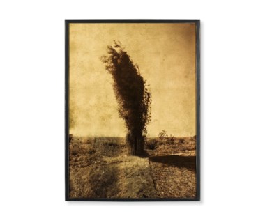 Bamboo